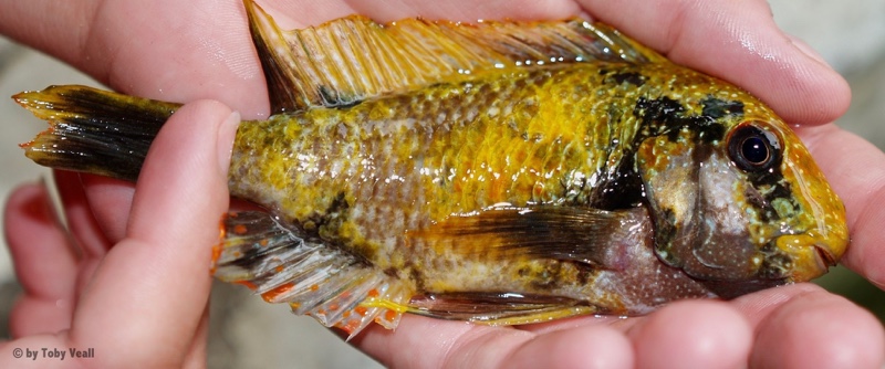 Tropheus moorii 'Kalambo Lodge' Kushangaza